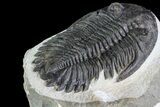 Large, Hollardops Trilobite - Visible Eye Facets #84805-1
